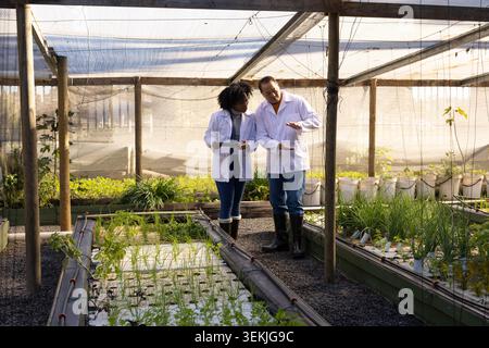 Diverse team wearing lab coats and boots examining troughs and seedlings in greenhouse with tablet. Hydroponics, collaboration, researchers, irrigatio Stock Photo