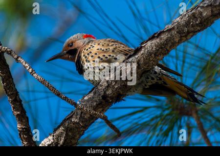 Portrait of a northern flicker in a pine tree Stock Photo