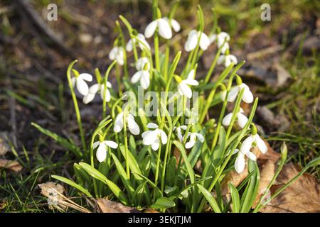 Snowdrops are among the first bulbous plants to bloom after winter. The flowers hang down like little bells and are milky white Stock Photo