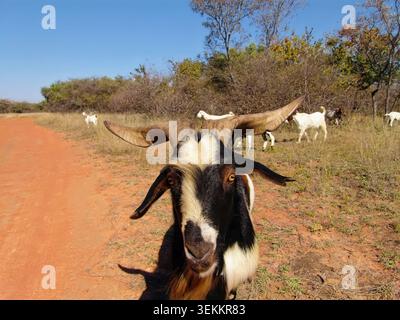 black and white goat with large, wide horns standing on a reddish dirt path, with other goats grazing in a grassy field with trees under a clear blue Stock Photo