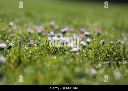 English Daisies In A Grassy Park Stock Photo