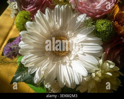 Macro shot of a beautiful white gerbera daisy flower blooming in a bouquet under bright sunlight. Stock Photo