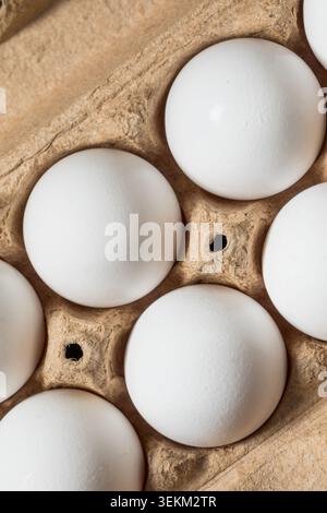 Organic Free Range White Chicken Eggs in a Carton Stock Photo