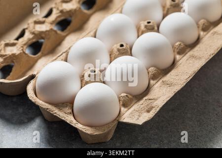 Organic Free Range White Chicken Eggs in a Carton Stock Photo