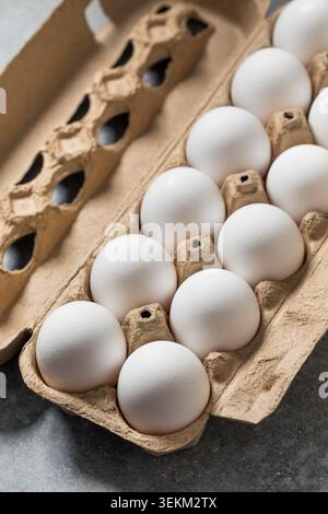 Organic Free Range White Chicken Eggs in a Carton Stock Photo