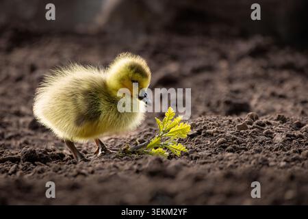 A tiny, fluffy Canada Goose gosling (Branta canadensis) stands on dark earth, curiously inspecting a small green sprout. Stock Photo