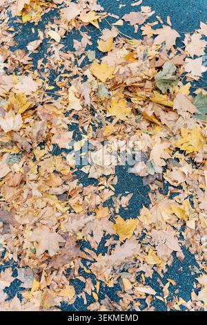 Rainy autumn pavement. Urban asphalt after rain with scattered yellow maple leaves and cool tones Stock Photo