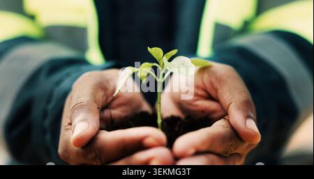 Sustainable, plant and hands of construction worker on site for sprout, eco friendly or agro development. Offer, man and civil engineer with leaf in Stock Photo