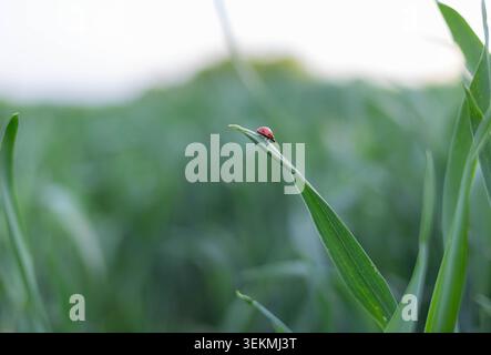 Red ladybug perched on a green grass blade in a blurred meadow Stock Photo