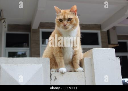 Yellow cat sit on the wall while looking at sideways Stock Photo