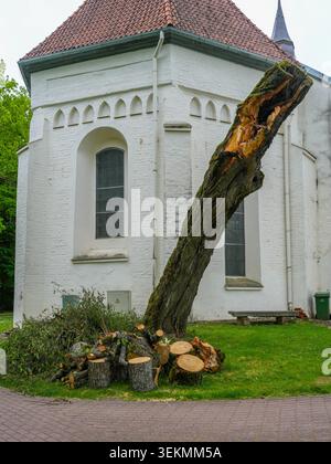 Storm damaged hollow tree trunk beside historic church building after safety removal and pruning work Stock Photo