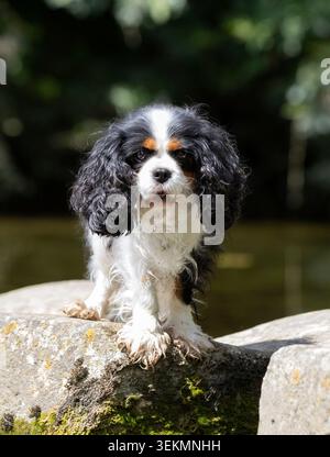 cavalier king charles staying in nature, in a garden Stock Photo