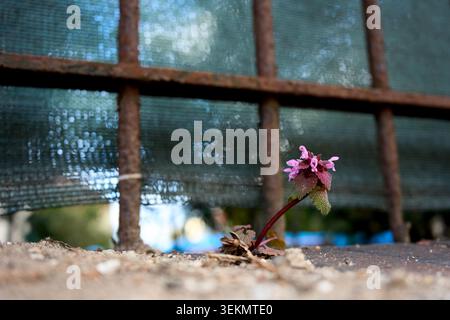 Small purple flower growing from concrete ground in front of a rusty metal fence and green mesh screen. Stock Photo