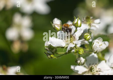 Common Carder Bumblebee Feeding on White Bramble Blossom in Sunny Summer Garden Stock Photo