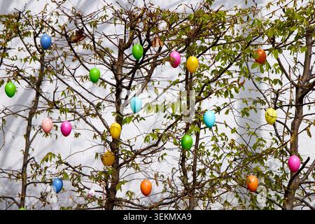 Colorful Easter eggs hanging on green spring tree branches as traditional festive outdoor decorations. Stock Photo