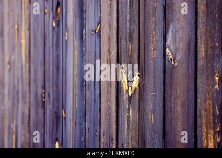 Close-up texture of weathered purple painted wooden fence planks with detailed wood grain and natural knotholes in soft light. Stock Photo