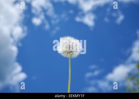 Dandelion seed head against blue sky Stock Photo