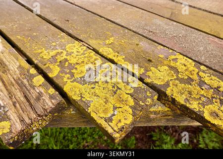 Close-up texture of yellow lichen growing on weathered old wooden planks of a rustic table or bench outdoors in a garden area. Stock Photo
