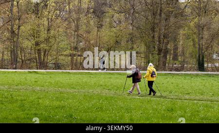 Two elderly women practicing nordic walking with poles on a green meadow path in a scenic public city park during a spring morning. Stock Photo