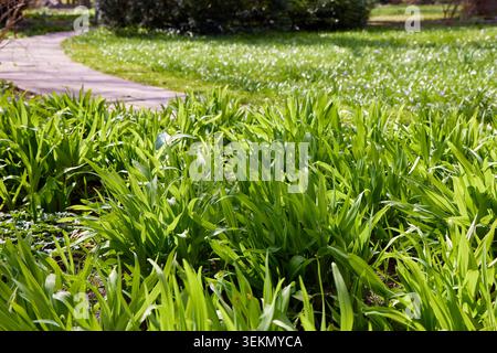 Lush patches of fresh green wild garlic plants growing on a sunny lawn next to a stone walkway path in a public city park in spring. Stock Photo