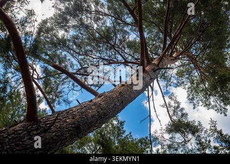 Pine tree canopy viewed from below. Low angle view looking up a tall pine tree trunk toward branching green canopy and blue sky. Stock Photo