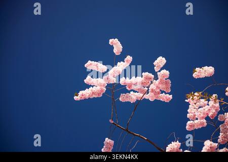 View of pink cherry blossoms against clear blue sky Stock Photo