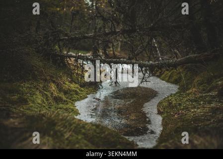 Ice crystal in stream with moss covered tree trunks in dense forest Stock Photo