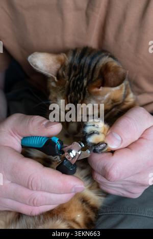 Vertical close-up shot of a man carefully trimming the claws of a beautiful domestic Bengal cat using special professional clippers. The exotic spotte Stock Photo