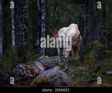 Beautiful view of white moose grazing in forest Stock Photo