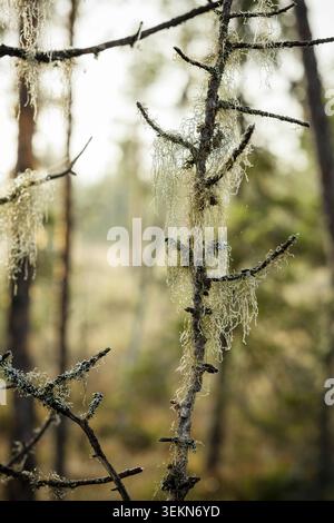 Lichens on tree branches in forest Stock Photo
