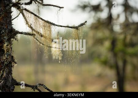 Lichens hanging on tree branches in forest Stock Photo