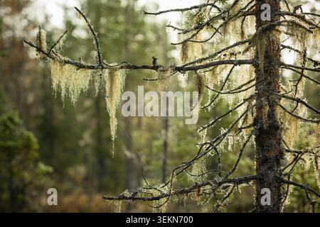 Lichens growing on tree in forest Stock Photo