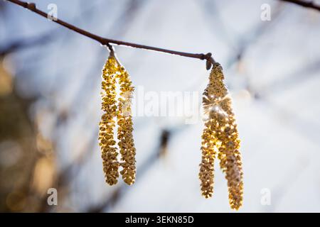 Scenic view of hazel catkins hanging on branch of tree Stock Photo