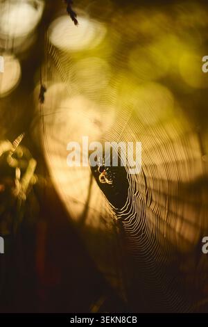 A close view of a delicate spider web illuminated by warm sunset light, with soft blurred background highlights and a small spider near the center Stock Photo