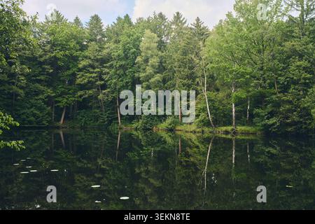 Quiet woodland scene with dense green trees along a still lake, reflecting the shoreline and soft cloudy sky in a peaceful natural landscape Stock Photo