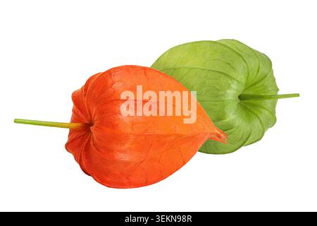 Cape gooseberry, physalis isolated on white background with full depth of field Stock Photo