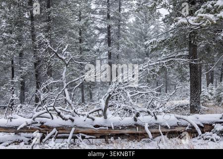 Snow covered fallen tree in a forest near Banff in the Canadian Rockies, Banff National Park, Alberta, Canada.  Autumn (October) 2024. Stock Photo