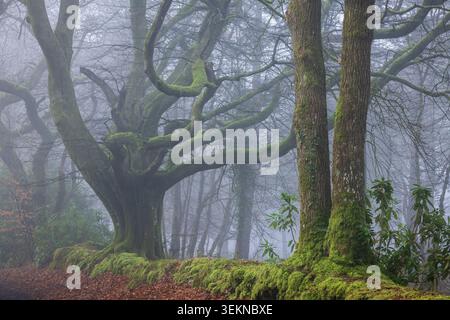 Deciduous trees in a fogbound forest, Devon, England.  Winter (January) 2025. Stock Photo