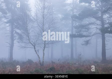 Lone birch tree in a fogbound coniferous woodland, Devon, England.  Winter (January) 2025. Stock Photo