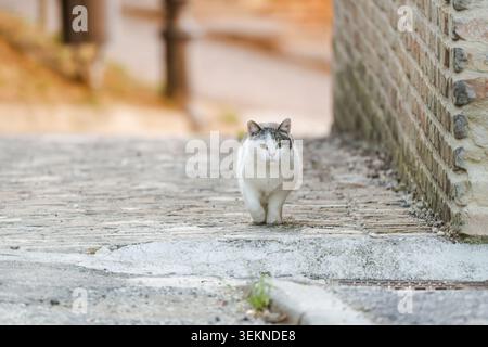 White and grey street cat walking on a cobblestone alley beside a brick wall in Italy under soft warm light Stock Photo