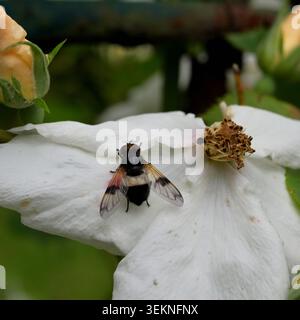 Close-up of a Great Pied Hoverfly of white flower petal. Stock Photo