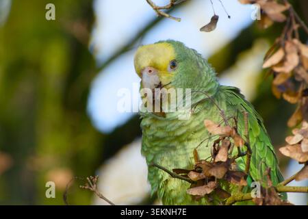 Young amazon parrot feeding on maple seeds while perched in a tree Stock Photo