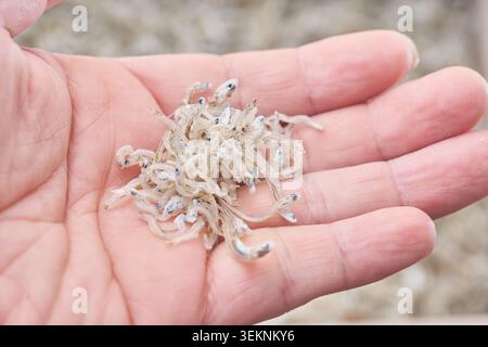 Close up shots of premium Korean micro dried anchovies. A hand presents a small cluster of the tiny fish, alongside a full box showing their texture. Stock Photo