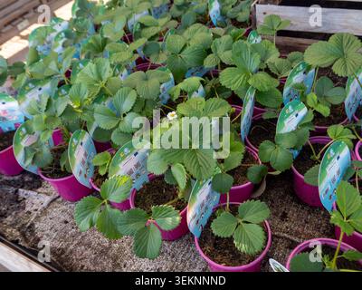 Cubelles, Spain - March 21, 2026: Rows of young strawberry plants (fragaria) with green leaves and runners in plastic pots arranged on wooden shelves Stock Photo