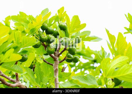 Close-up of lush green, unripe figs ripening on a fig tree branch against a clear sky, symbolizing growth and fresh produce in the Mediterranean setti Stock Photo