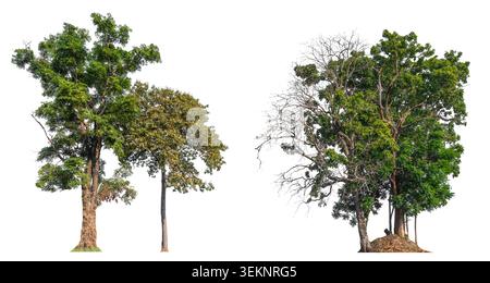 lush green trees isolated on white background with clipping path Stock Photo