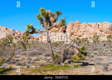 Unique, branching Joshua tree stands on the dry ground surrounded by desert shrubs and giant stacked rocks under a clear blue sky in California. Stock Photo