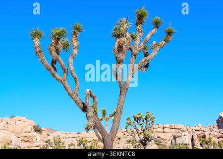 Detailed view of a large Joshua tree with its distinctive spiky branches extending upwards against a vibrant, clear blue sky in California desert. Stock Photo