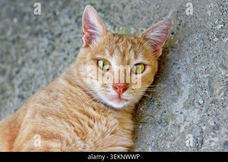 Beautiful cat on lying on the street Stock Photo