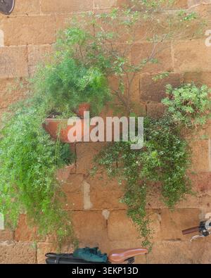 Decorative wall with climbing greenery and terracotta pots. Rustic background, natural texture and organic urban design concept.  Stock Photo